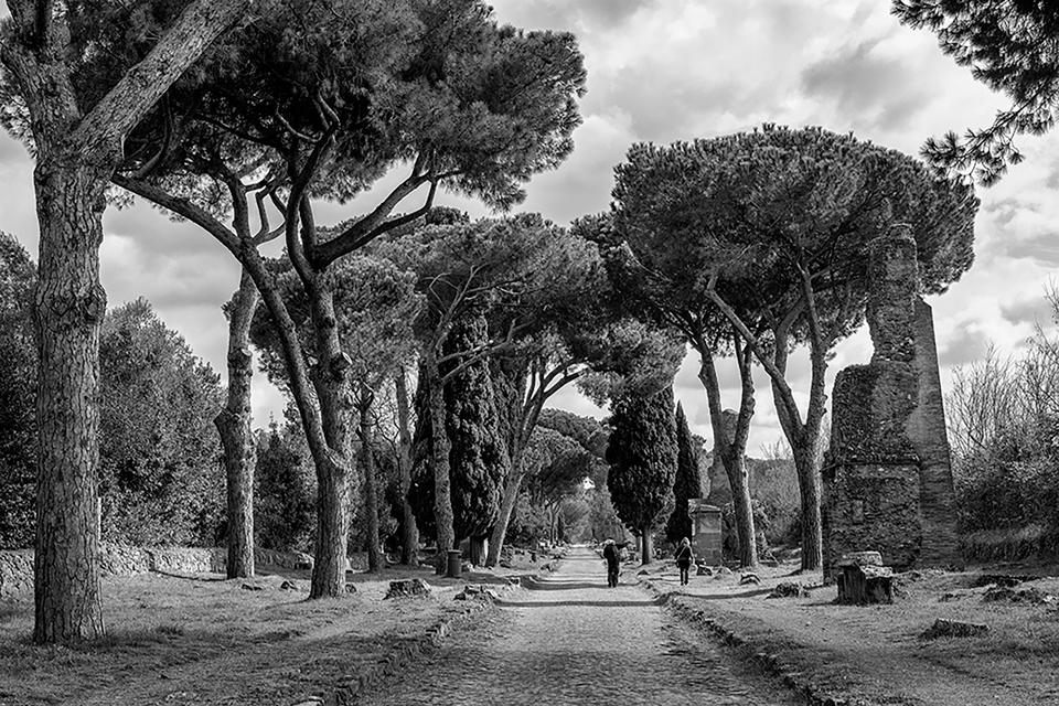 Appia Antica Pini
