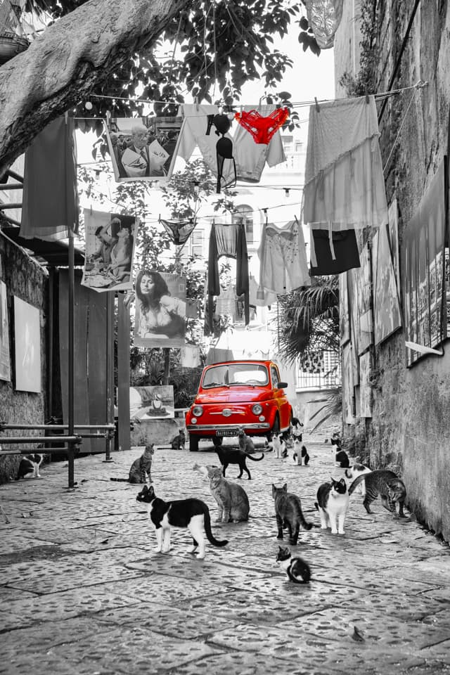 500 Cats in Sorrento Red