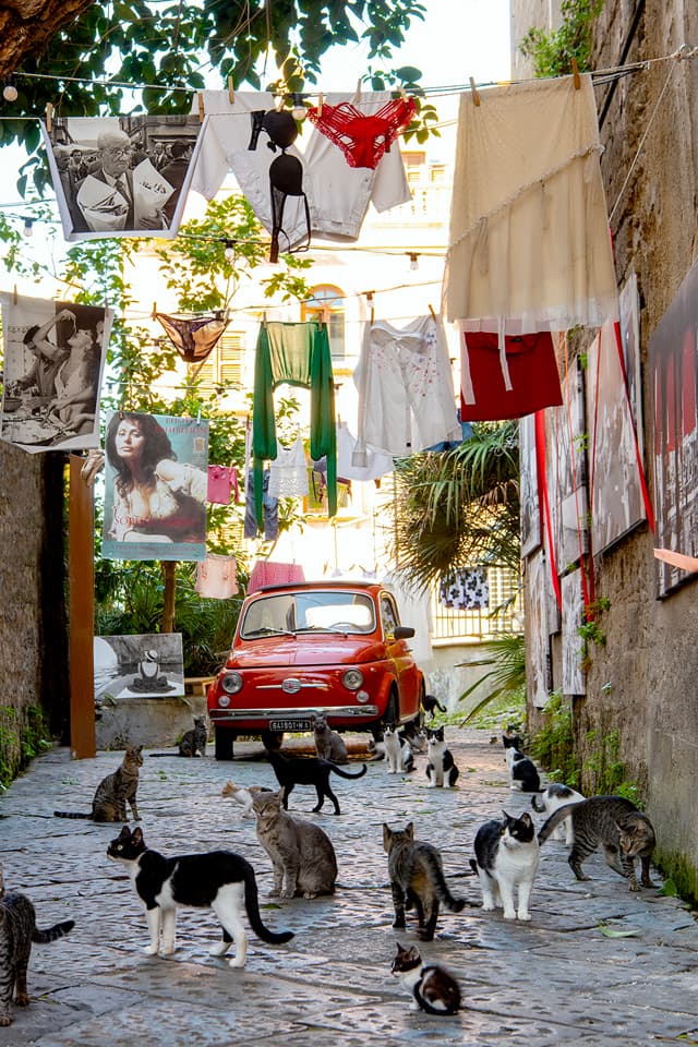 500 Cats in Sorrento colore